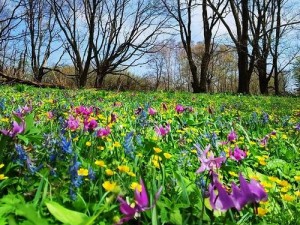 野花日本免费高清 3——随时随地，尽享高清视觉盛宴