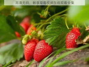 高清无码，畅享草莓视频在线观看全集