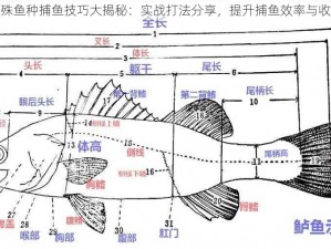 特殊鱼种捕鱼技巧大揭秘：实战打法分享，提升捕鱼效率与收获