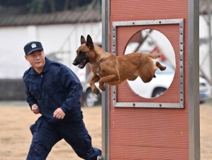 张警犬 9 分 10 秒头撞玻璃视频观看：训练有素的警犬展现惊人勇气与毅力