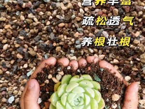 1v5 多肉植物专用土，轻松实现 1 人 v 5 盆多肉的完美养护