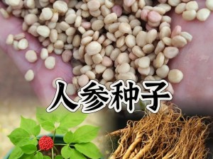 人参种植技术深度解析：高效栽培管理与优质人参培育之道