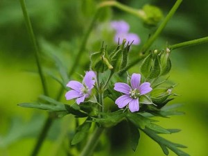 最新高清完整版免费 10 野花：热点之选