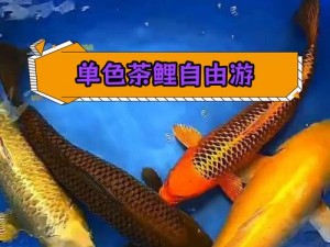 鲤鱼吸水的正确姿势视频教程——全方位教你学会鲤鱼吸水，享受水中乐趣