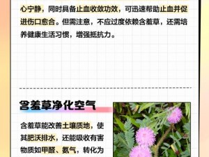 含羞草的作用的短文、含羞草为什么会害羞？它有哪些作用？