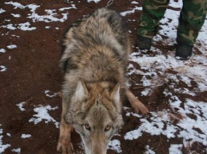 雪原狼王狩猎行为揭秘：捕捉可能性与生态保护探讨