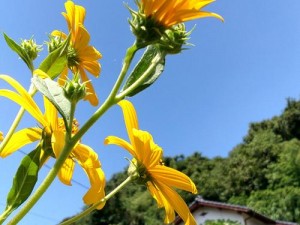 野花日本高清在线观看，免费无广告，畅享极致视觉体验