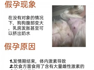 狗狗肿胀状况揭秘：专业解读与截图预览