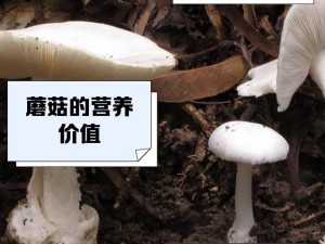 揭秘最强蜗牛蘑菇的多元用途：食用指南与合成方案分享