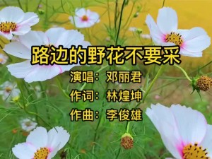 野花视频：一款专注于提供高清、无码、免费观看的视频播放软件