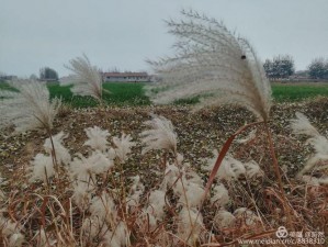 已逝的回忆：已删除好友的聊天记录碎片拾忆