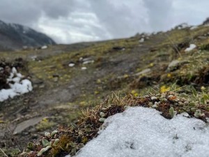 以牧羊人之心：绒毛落点细探揭秘柔软的绒毛神秘之旅