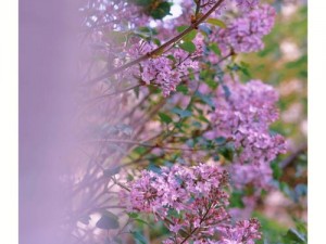 丁香花高清在线观看完整剧情，带你领略爱情的悲欢离合