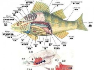 狼山鸡毒性深度解析：揭秘其强大毒性之源