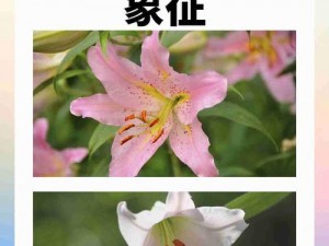 周镇廷：等待被宠幸的花朵