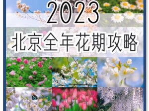 念萝花盛开之际：解析花期与游玩攻略