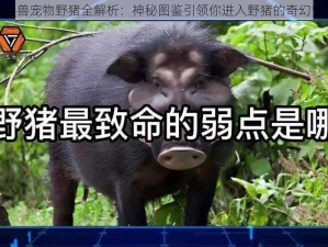 召唤兽宠物野猪全解析：神秘图鉴引领你进入野猪的奇幻世界