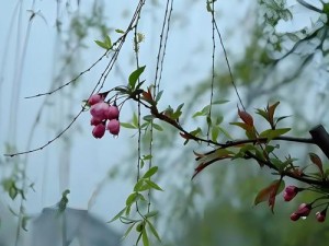 雨春高清;雨春高清壁纸：感受大自然的清新与美好