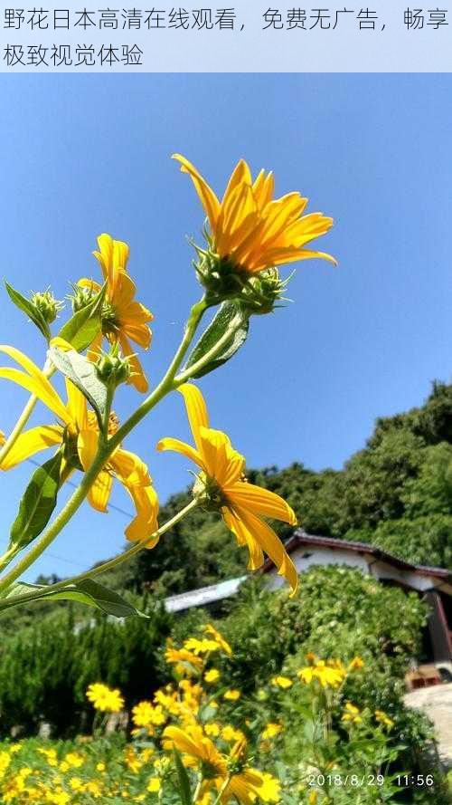 野花日本高清在线观看，免费无广告，畅享极致视觉体验