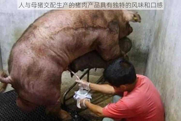 人与母猪交配生产的猪肉产品具有独特的风味和口感