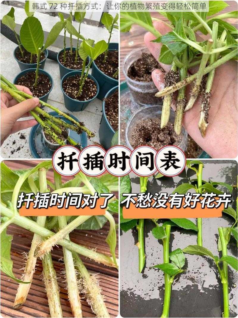 韩式 72 种扦插方式：让你的植物繁殖变得轻松简单