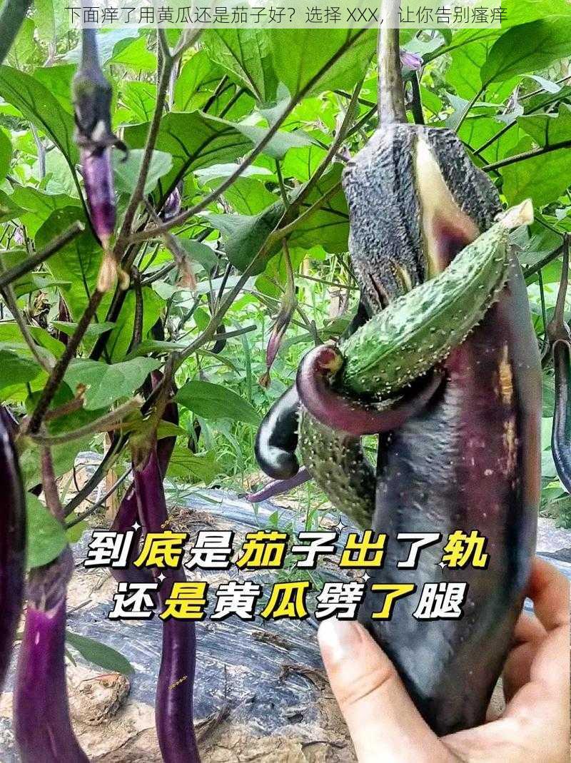 下面痒了用黄瓜还是茄子好？选择 XXX，让你告别瘙痒