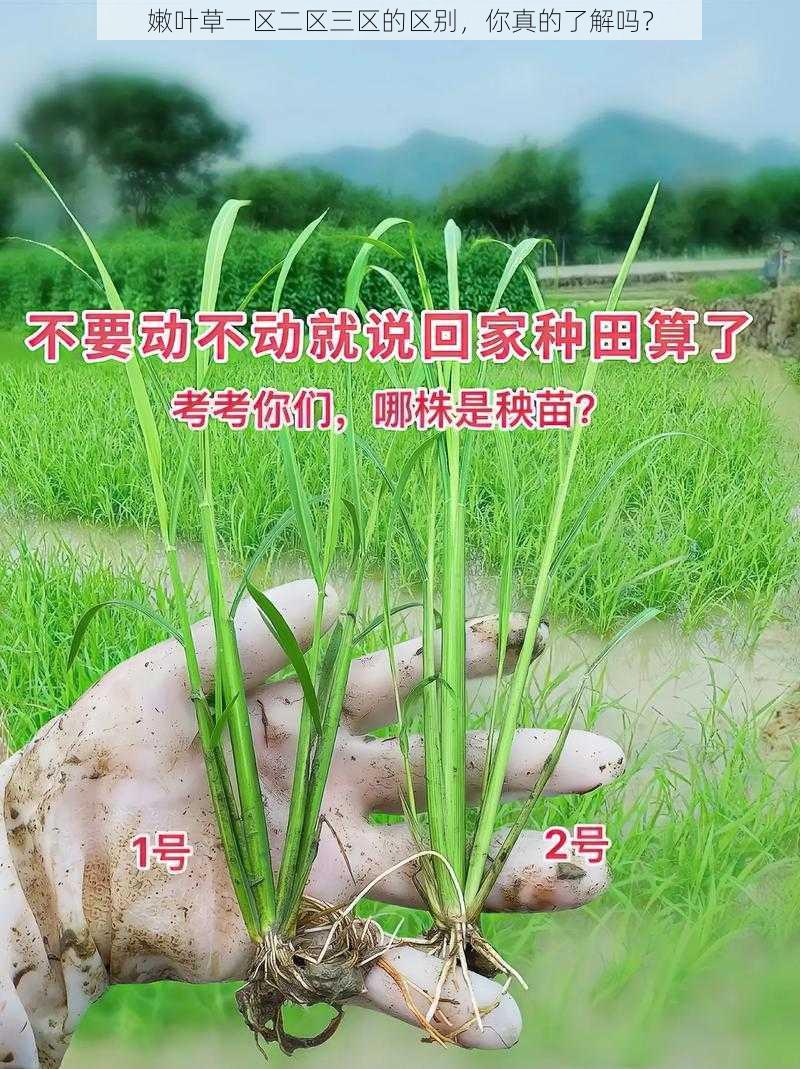 嫩叶草一区二区三区的区别，你真的了解吗？