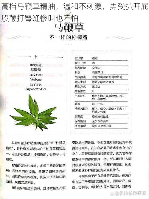 高档马鞭草精油，温和不刺激，男受扒开屁股鞭打臀缝惨叫也不怕