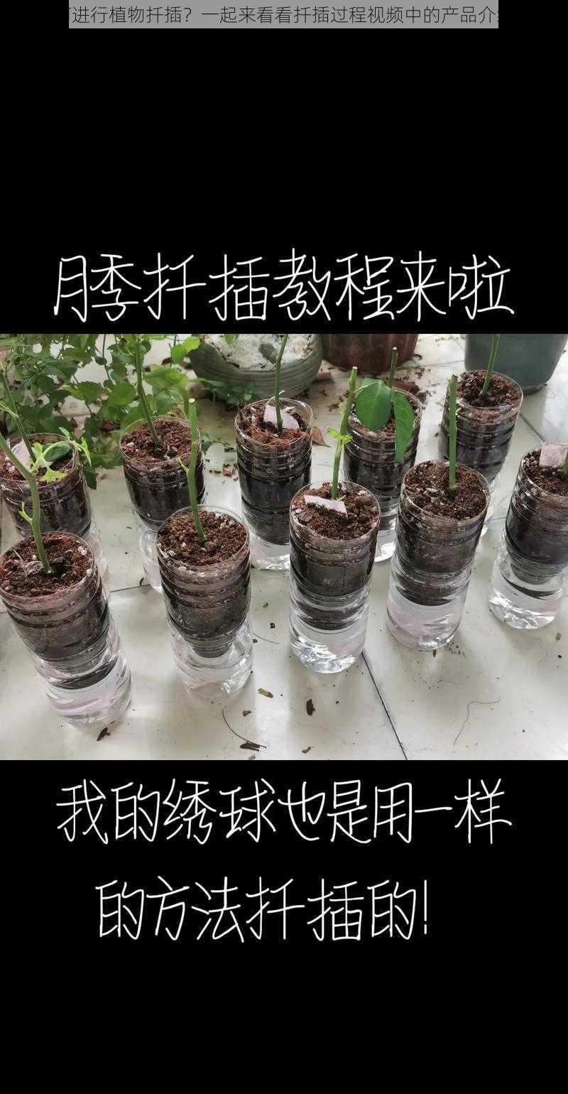 如何进行植物扦插？一起来看看扦插过程视频中的产品介绍吧