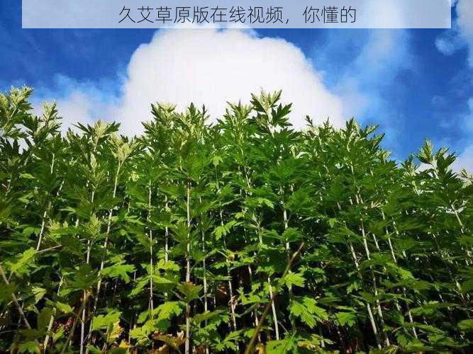 久艾草原版在线视频，你懂的