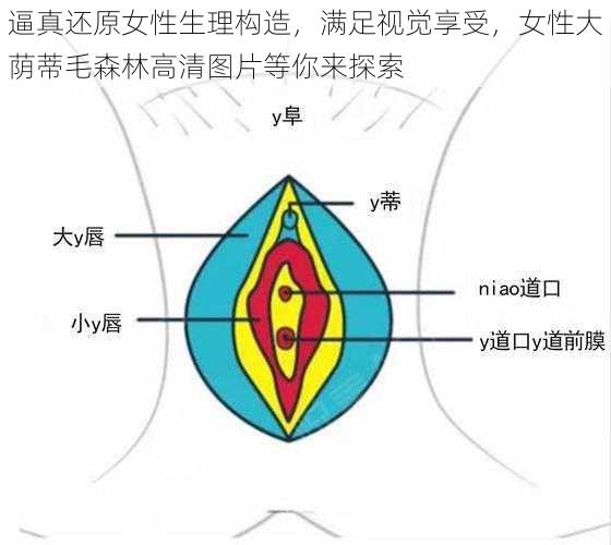 逼真还原女性生理构造，满足视觉享受，女性大荫蒂毛森林高清图片等你来探索