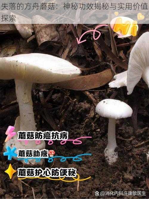 失落的方舟蘑菇：神秘功效揭秘与实用价值探索