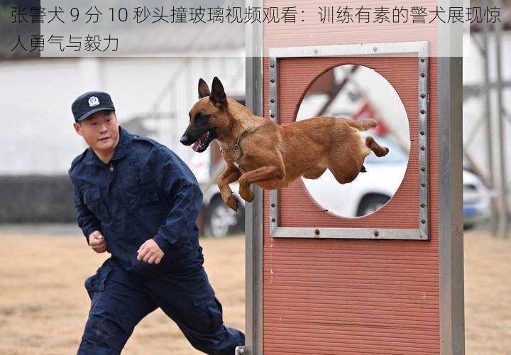 张警犬 9 分 10 秒头撞玻璃视频观看：训练有素的警犬展现惊人勇气与毅力