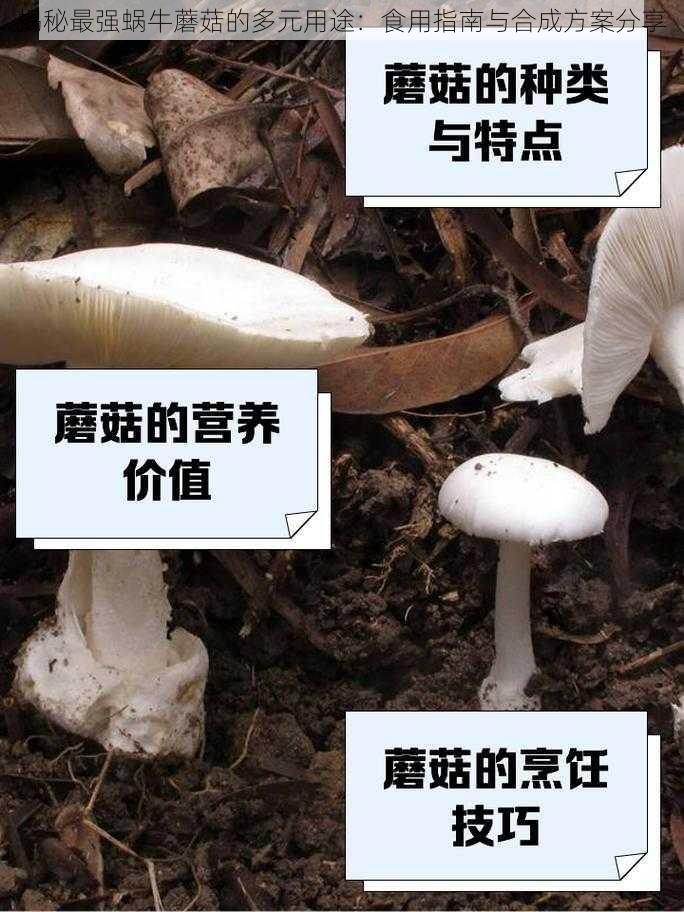 揭秘最强蜗牛蘑菇的多元用途：食用指南与合成方案分享