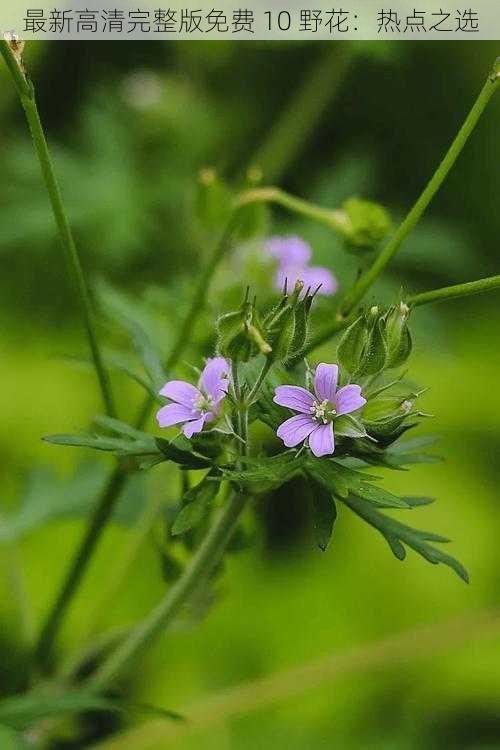 最新高清完整版免费 10 野花：热点之选