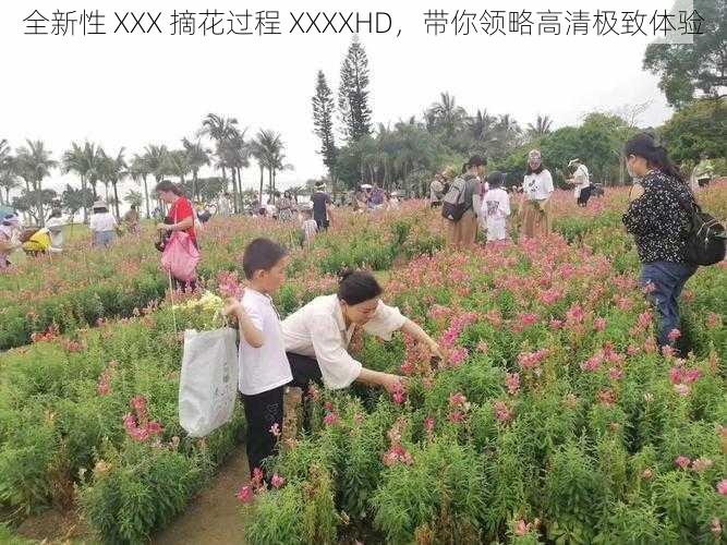 全新性 XXX 摘花过程 XXXXHD，带你领略高清极致体验