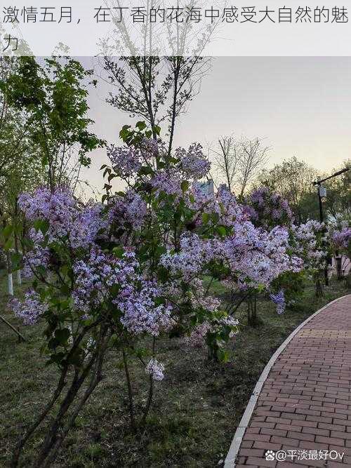 激情五月，在丁香的花海中感受大自然的魅力