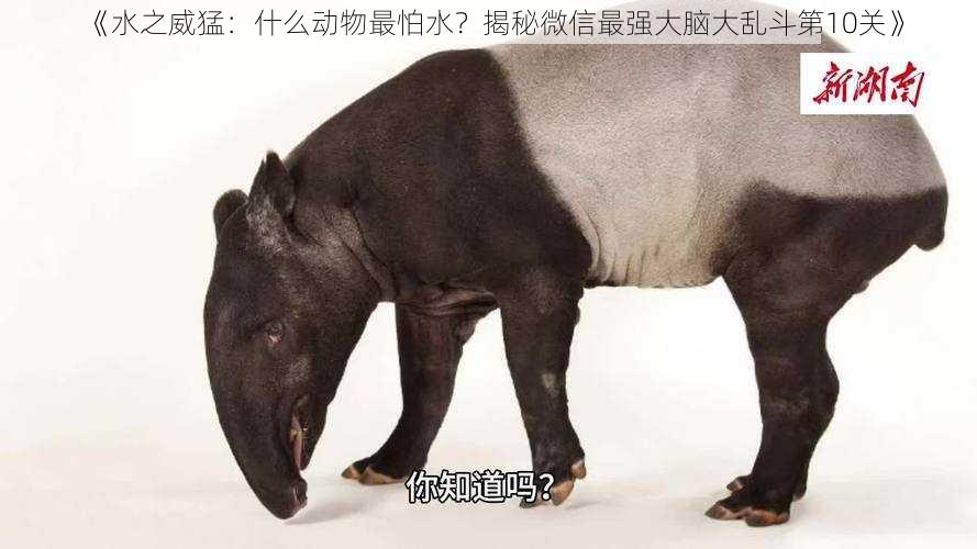 《水之威猛：什么动物最怕水？揭秘微信最强大脑大乱斗第10关》