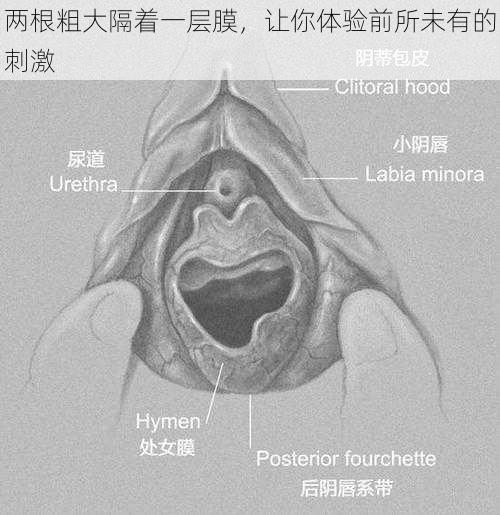 两根粗大隔着一层膜，让你体验前所未有的刺激