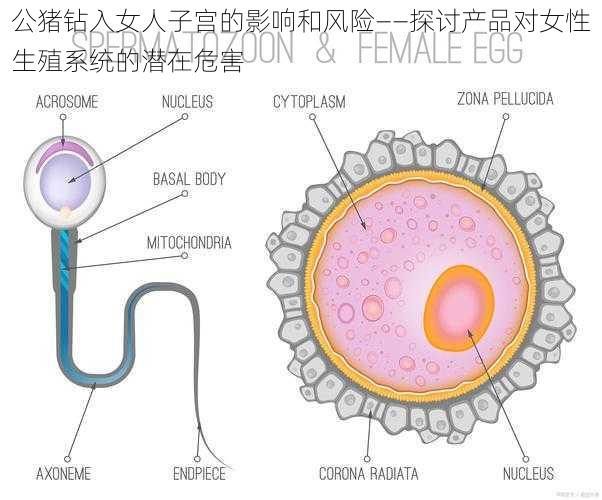 公猪钻入女人子宫的影响和风险——探讨产品对女性生殖系统的潜在危害