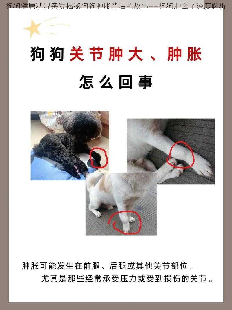 狗狗健康状况突发揭秘狗狗肿胀背后的故事——狗狗肿么了深度解析