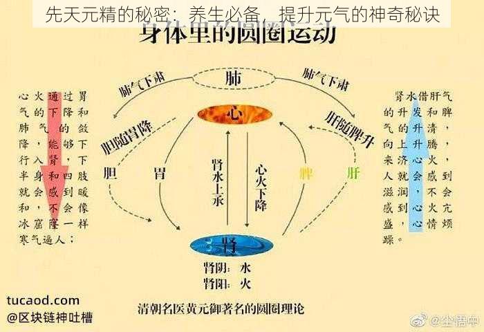 先天元精的秘密：养生必备，提升元气的神奇秘诀