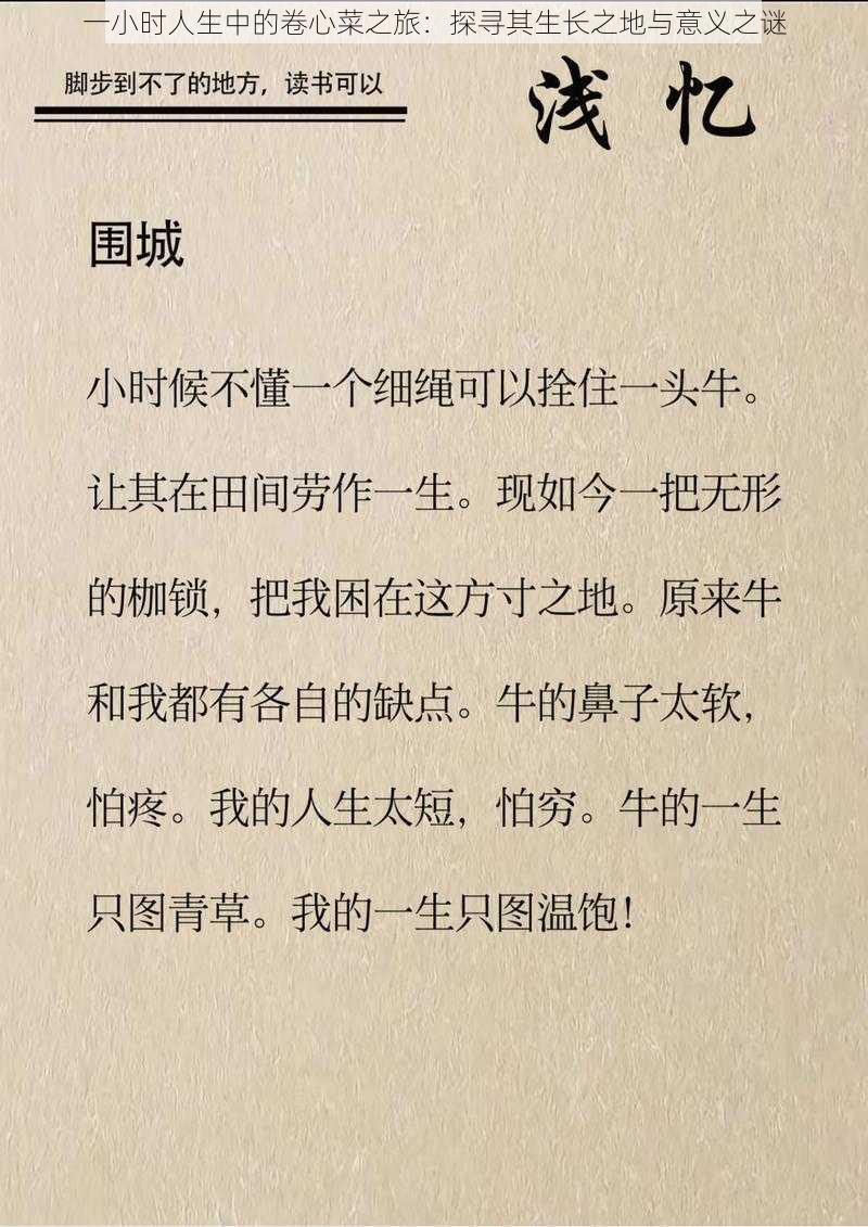 一小时人生中的卷心菜之旅：探寻其生长之地与意义之谜