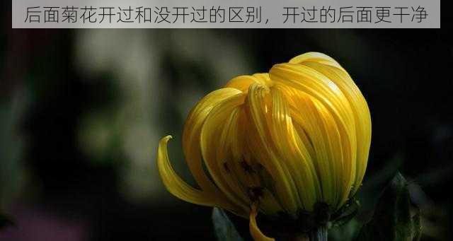 后面菊花开过和没开过的区别，开过的后面更干净