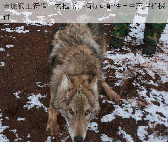 雪原狼王狩猎行为揭秘：捕捉可能性与生态保护探讨