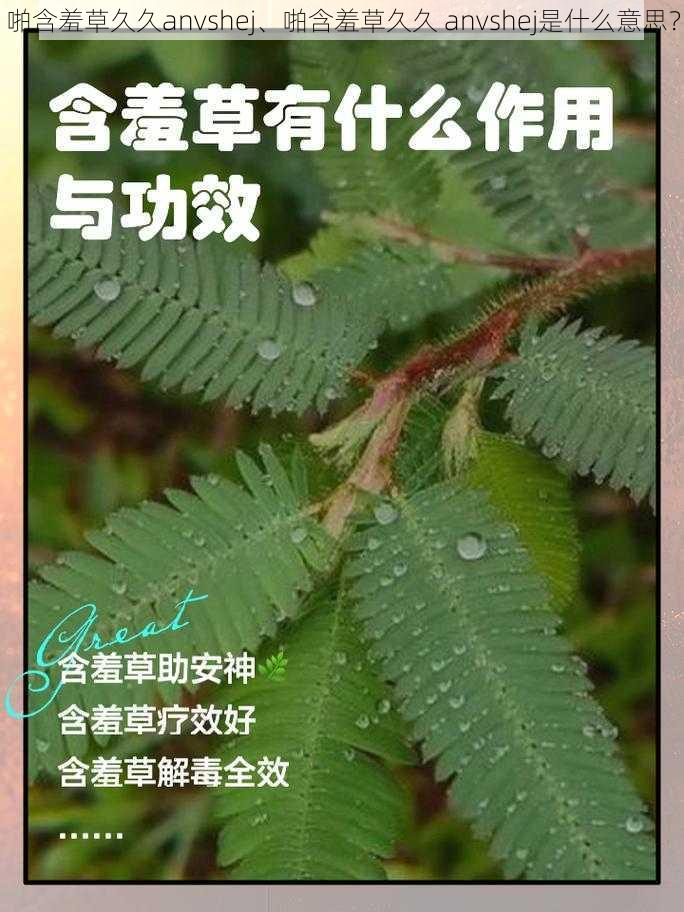 啪含羞草久久anvshej、啪含羞草久久 anvshej是什么意思？