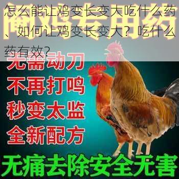 怎么能让鸡变长变大吃什么药、如何让鸡变长变大？吃什么药有效？