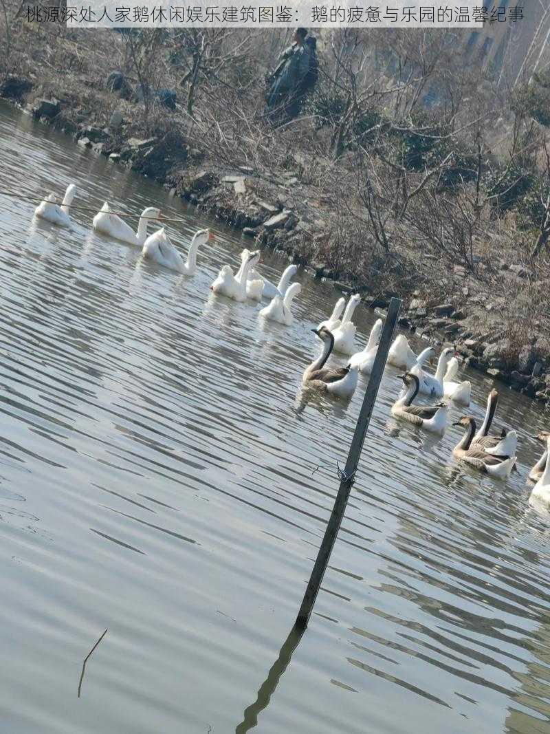 桃源深处人家鹅休闲娱乐建筑图鉴：鹅的疲惫与乐园的温馨纪事