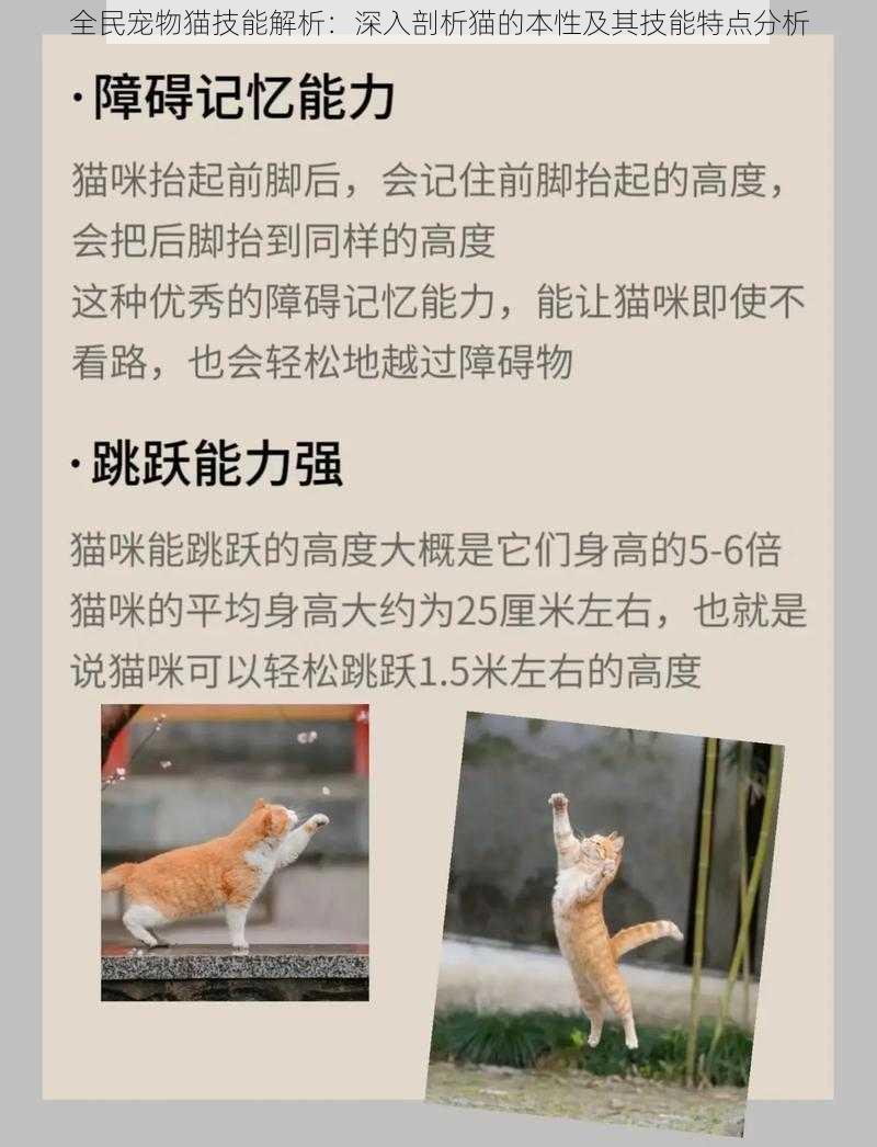 全民宠物猫技能解析：深入剖析猫的本性及其技能特点分析